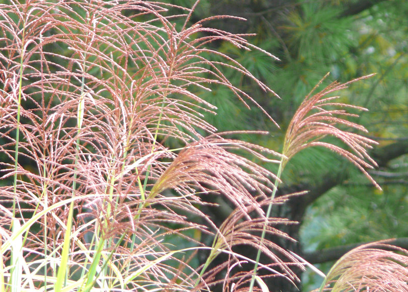 grassy curves