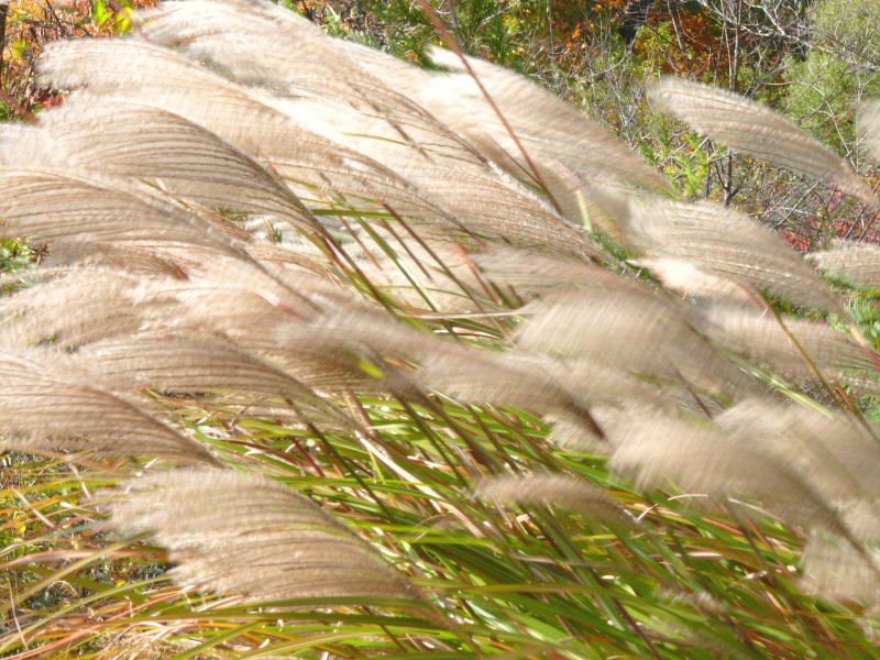 blowing in the wind