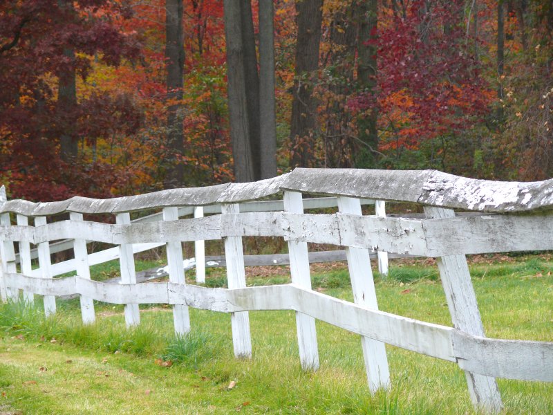 fence in autumn