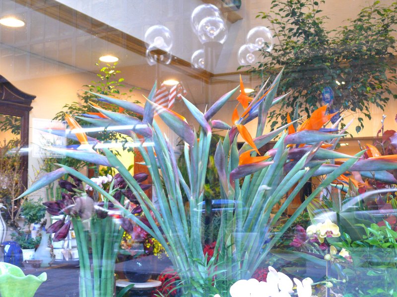 strelitzia