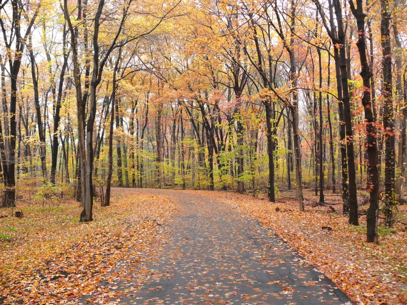 little forest road