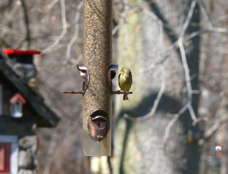 tiny visitor