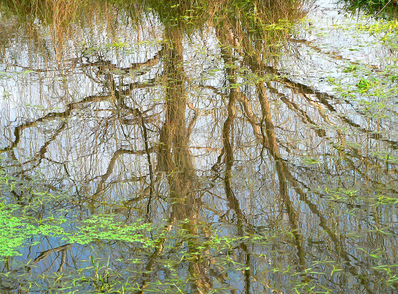 willow reflected in spring time