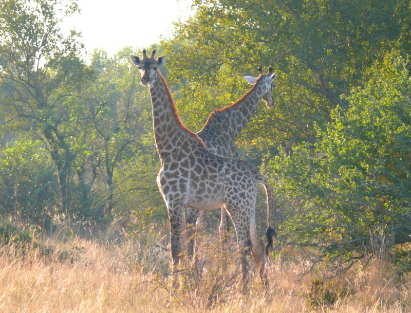 two giraffes