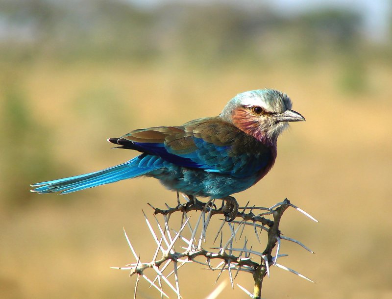 Lilac Breasted Roller