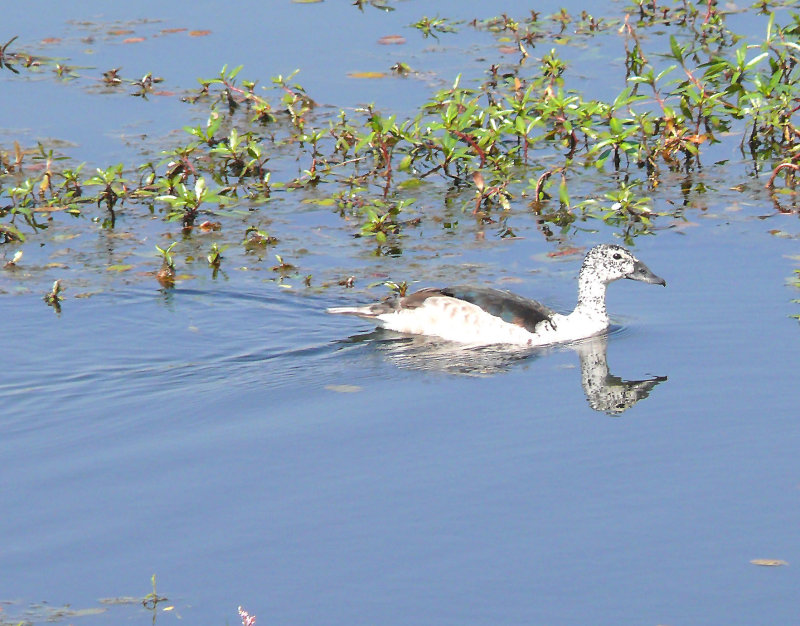 Comb duck