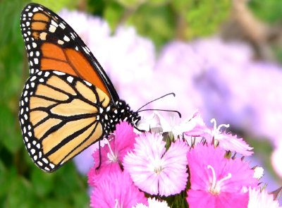 monarch