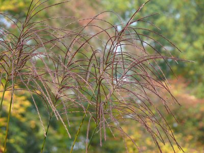delicate grasses