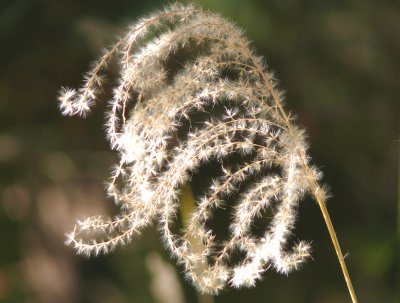 golden grass