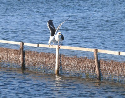 don't fence me in