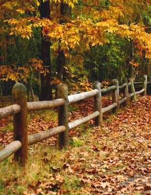 autumn fence