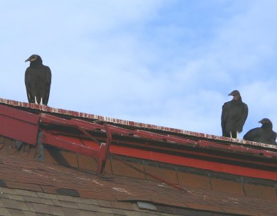 turkey vultures