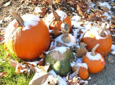 pumpkins with a dusting of snow