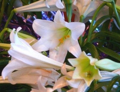 lilies