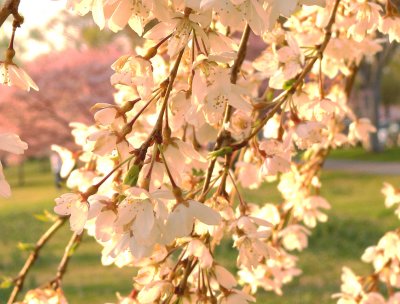 cherry blossom sunset