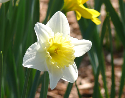 whitish daffodil