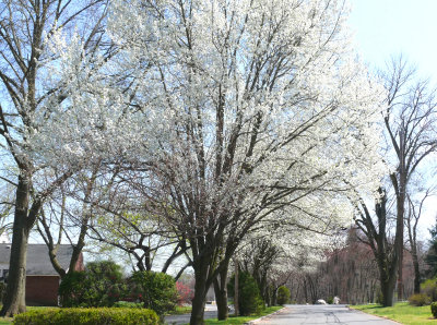 a whitish side street