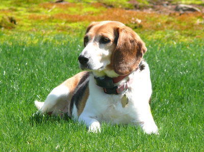 whitish doggie
