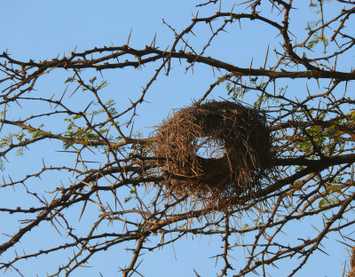 empty nest syndrome