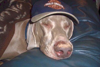 Dirty Nose After Digging