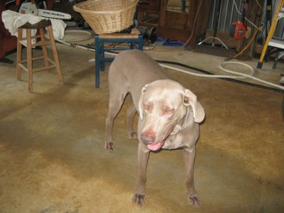 THIS IS HANNAH JANE, DAUGHTER OF LADY SADIE  BE SURE TO GO TO NEXT PAGE TO SEE PUPS AS THEY GROW