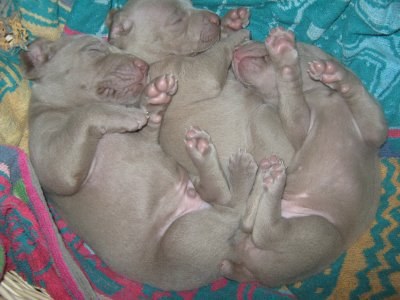 here are some of the pups at 3 weeks