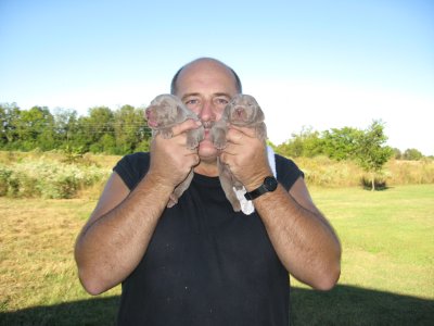 This is Marvin holding two males from a past litter