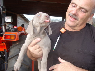 here's one of reba's male pups from a past litter