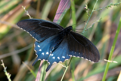 Butterflies