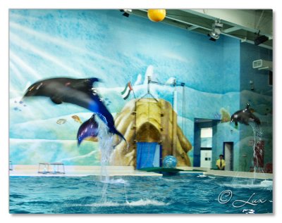 Dubai Dolphinarium