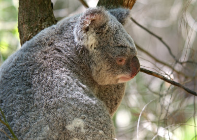 Perth Zoo