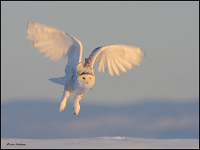 Harfang Des neiges