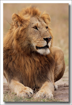 Zoogdieren in Kenia