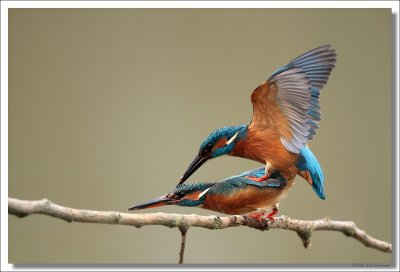 Kingfisher -Alcedo atthis - IJsvogel