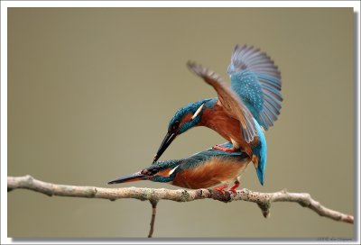 Kingfisher -Alcedo atthis - IJsvogel