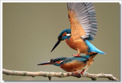 Kingfisher -Alcedo atthis - IJsvogel