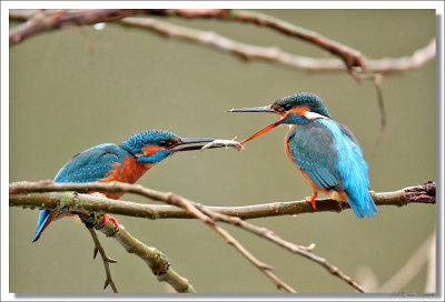 Kingfisher -Alcedo atthis - IJsvogel