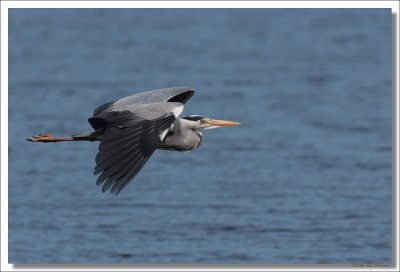 Blauwe reiger