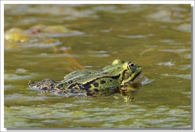 Groene kikker LM001917.jpg