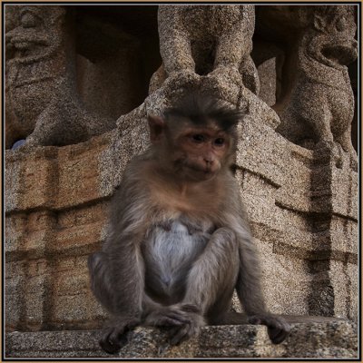 01-Female-pregnant-Monkey-in-Hampi-A.jpg