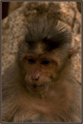 02-Female-pregnat-Monkey-in-Hampi-B.jpg