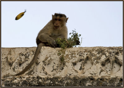 06-Here-comes-a-Banana.jpg