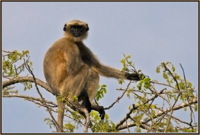 10-Blackfacemonkey-with-a-view-2.jpg