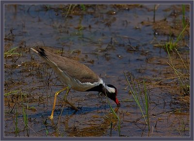 109-Red-Wattled-Lapwing-in-a-small-Pond.jpg
