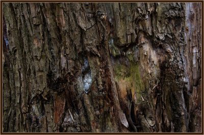 106-Abstract-in-a-Tree-4.jpg