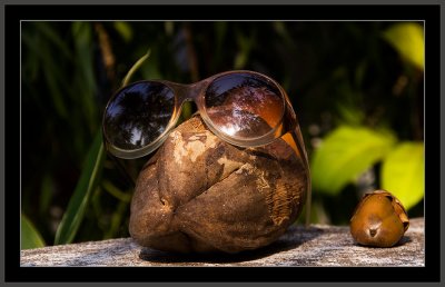 50-Found-on-a-Garden-fence-in-Candolim-in-Goa-in-India.jpg