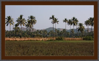 28-=-IMG_3032--=-Landscape-with-coconutpalms.jpg