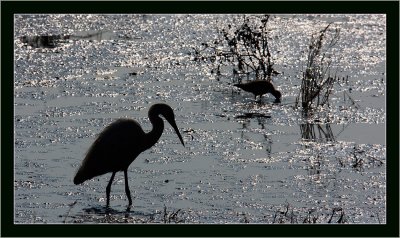 115-Little-Egret-and-Pond-heron-3.jpg