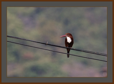 116-Whitebreasted-Kingfisher.jpg