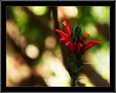 93-Red-Flower.jpg